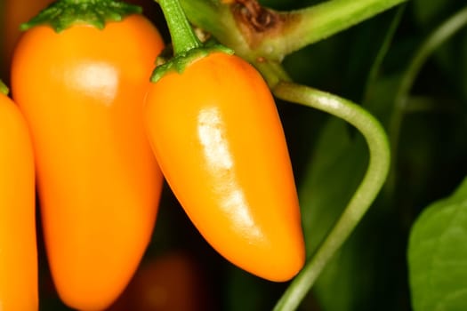yellow ripe jalapeno chili on its plant