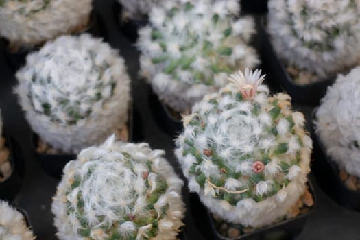Tropical plants at flower market, stock photo