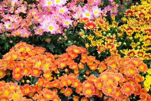 Tropical plants at flower market, stock photo