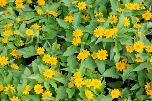Tropical plants at flower market, stock photo
