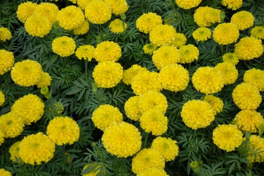 Tropical plants at flower market, stock photo