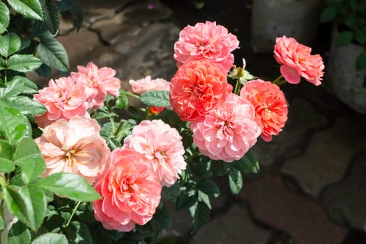 Tropical plants at flower market, stock photo