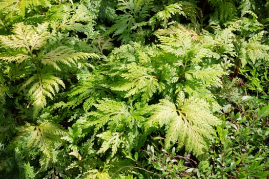 Tropical plants at flower market, stock photo