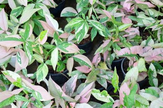 Tropical plants at flower market, stock photo