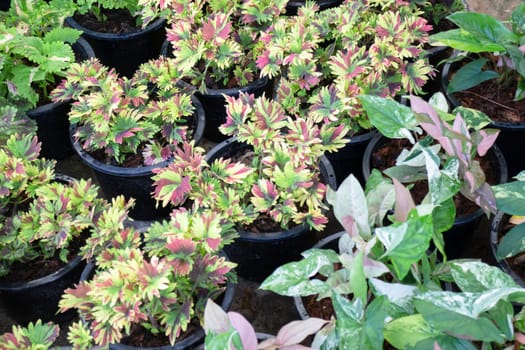 Tropical plants at flower market, stock photo