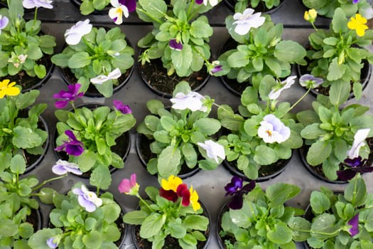 Tropical plants at flower market, stock photo