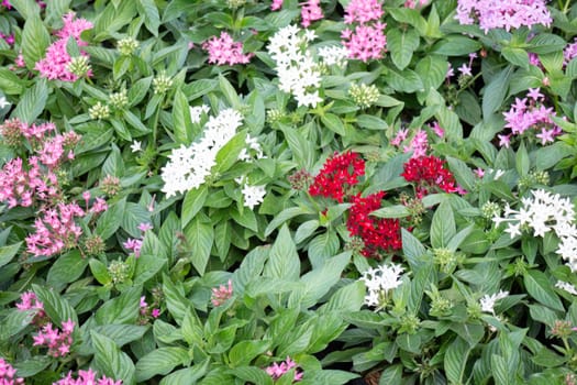 Tropical plants at flower market, stock photo