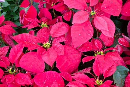 Tropical plants at flower market, stock photo