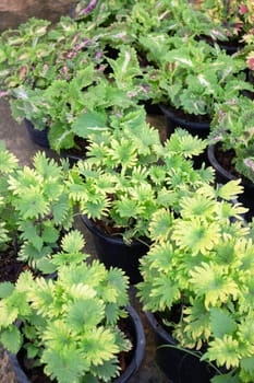 Tropical plants at flower market, stock photo