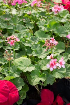 Tropical plants at flower market, stock photo