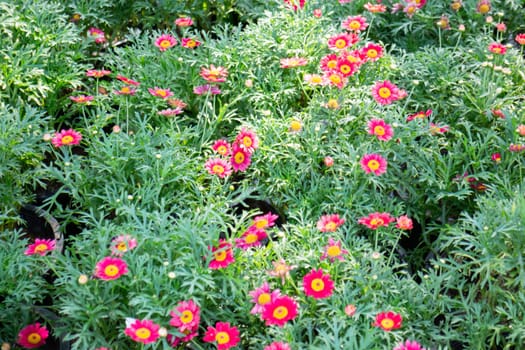 Tropical plants at flower market, stock photo