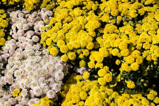 Tropical plants at flower market, stock photo