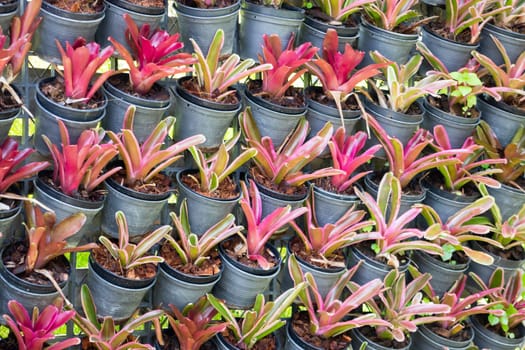 Tropical plants at flower market, stock photo