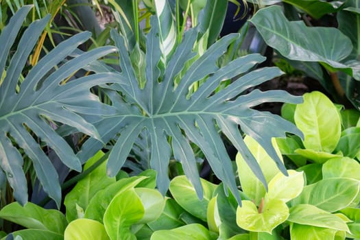 Tropical plants at flower market, stock photo