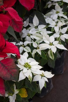 Tropical plants at flower market, stock photo