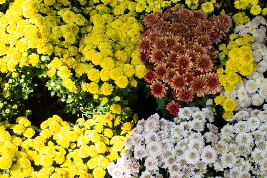 Tropical plants at flower market, stock photo