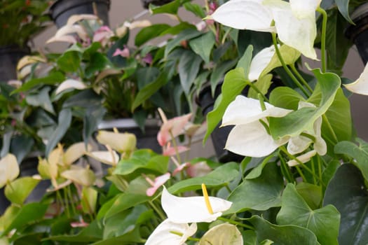 Tropical plants at flower market, stock photo