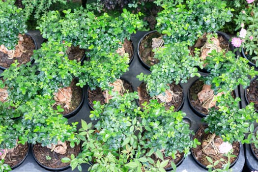 Tropical plants at flower market, stock photo