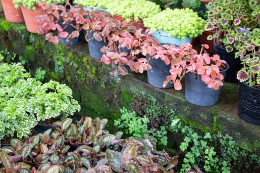 Tropical plants at flower market, stock photo