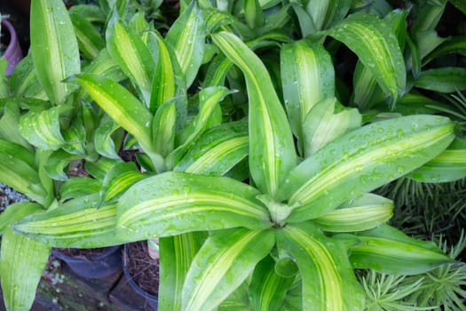 Tropical plants at flower market, stock photo