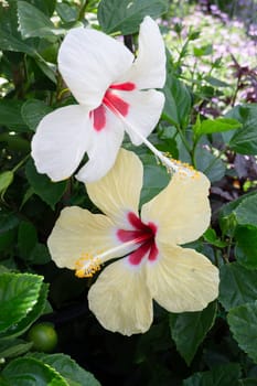 Tropical plants at flower market, stock photo