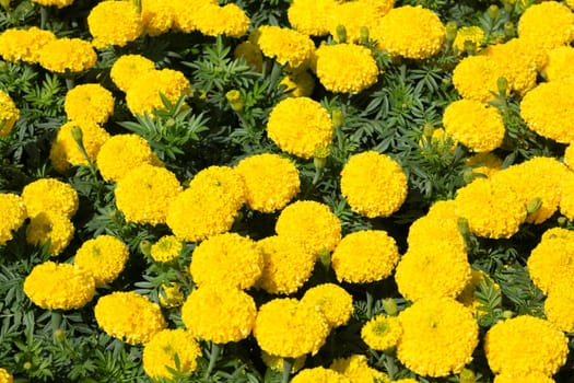 Tropical plants at flower market, stock photo