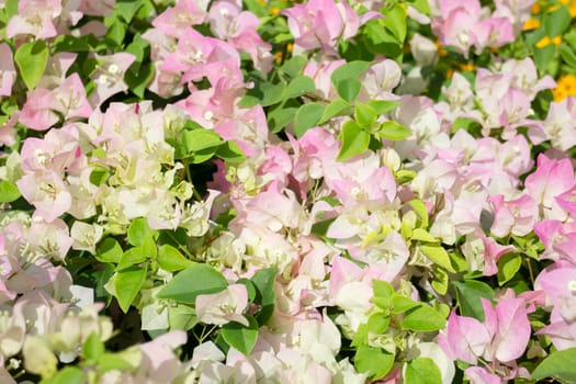 Tropical plants at flower market, stock photo