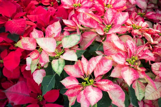 Tropical plants at flower market, stock photo