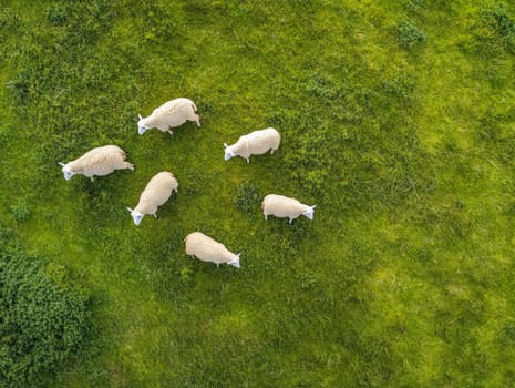 Aerial view of a flock of sheep grazing in a lush green field, showcasing the beauty of pastoral life and nature.