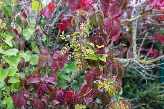 Close-up of red foliage and fruits of Virginia creeper in autumn