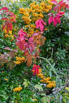 Close-up of red Virginia creeper foliage and firethorn in autumn