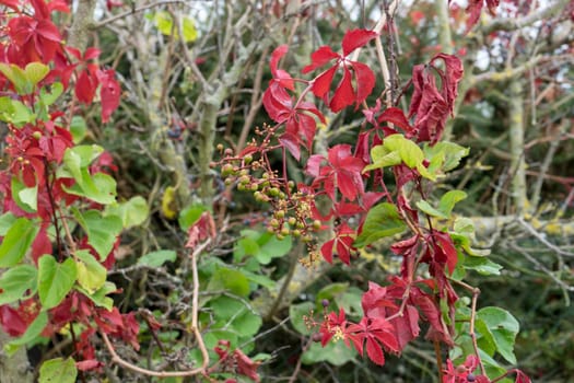 Close-up of red foliage and fruits of Virginia creeper in autumn