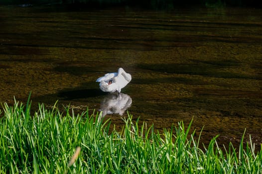 A white swan (Cygnus) stands in the shallow water of a small river and preens its feathers in the green nature