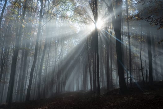 Sun shines in the morning fog in a forest in autumn