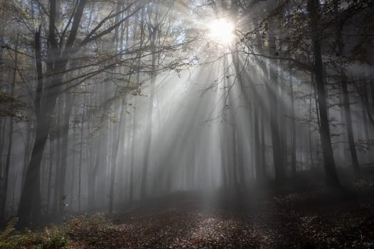 Sun shines in the morning fog in a forest in autumn