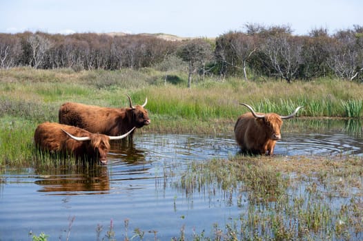 Scottish Highland cattle stand in  the water on the shore of a small lake in the dune hinterland in a nature reserve near Egmond aan Zee in the Netherlands