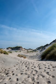 Dunes landscape  with beach grass on the North Sea coast in the Netherlands