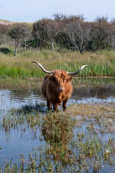 A Scottish Highland cattle stands in the water on the shore of a small lake in the dune hinterland in a nature reserve near Egmond aan Zee in the Netherlands