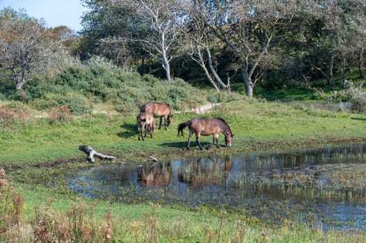 Konik wild horses and Exmoor ponies live in a dune landscape in a nature reserve, for a natural management of the dunes to curb the proliferation of the bushes, near Egmond aan Zee in the Netherlands