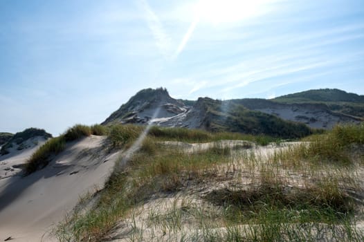 Dunes landscape  with beach grass  and sun on the North Sea coast in the Netherlands