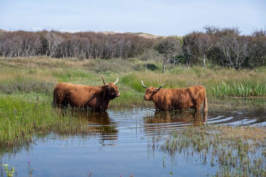 Scottish Highland cattle stand in  the water on the shore of a small lake in the dune hinterland in a nature reserve near Egmond aan Zee in the Netherlands