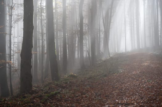 Sun shines in the morning fog in a forest in autumn