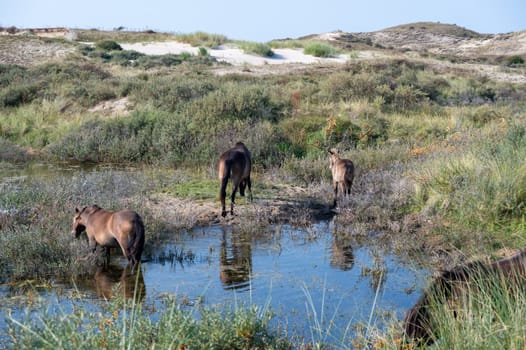 Konik wild horses and Exmoor ponies live in a dune landscape in a nature reserve, for a natural management of the dunes to curb the proliferation of the bushes, near Egmond aan Zee in the Netherlands