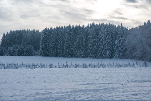 Snow covered fir trees in a forest in winter time