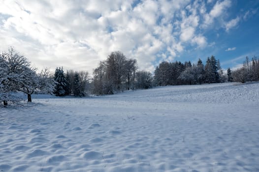 Trees in winter, with lots of snow, blue skies  and clouds