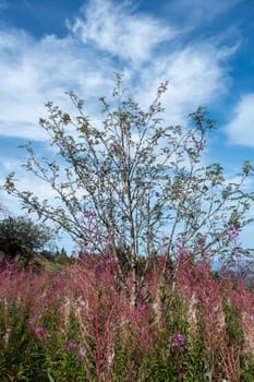 Blooming willowherb ( Epilobium angustifolium ) on a green meadow with a tree
