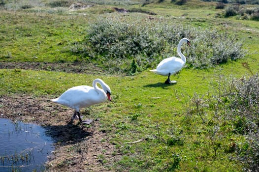 Swans ( Cygnus ) standing in a dune landscape in a nature reserve near Egmond aan Zee in the Netherlands