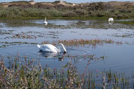 A white swan ( Cygnus ) swims in the water of a small lake in a dune landscape in a nature reserve near Egmond aan Zee in the Netherlands