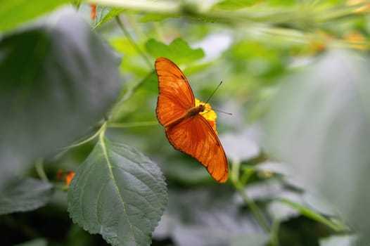 Dryas iulia butterfly on a flower in green nature