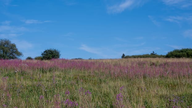 Blooming willowherb (Epilobium angustifolium) on a green meadow with blue sky and  trees in the background